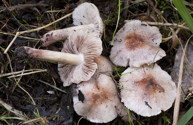 Inocybe adaequata